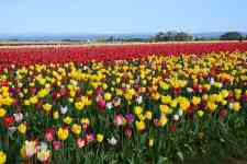 Albany: garden, flowers, Tulips