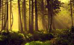 Albany: forest, rays, god rays