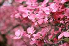 Albany: Spring, flowers, Dogwood