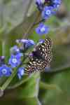Albany: butterfly, flower, checkerspot