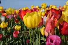 Albany: Tulips, beautiful flowers, blooms